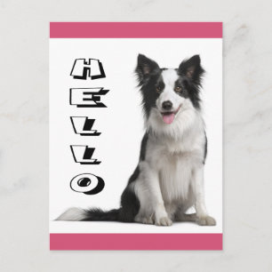 Bonjour chiot Border Collie carte postale