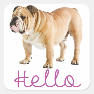 Bonjour Chiot Bouledogue Anglais Autocollant Viole