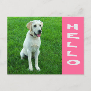 Bonjour chiot Labrador Retriever Carte postale ros