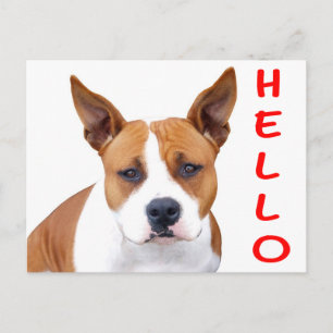 Bonjour chiot Pit Bull Carte postale vierge