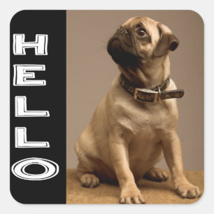 Bonjour chiot Pug Autocollant / Étiquette