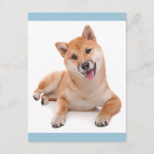 Bonjour chiot Shiba Inu Carte postale de vœux