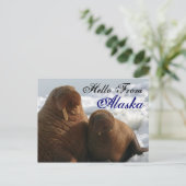 Bonjour de Alaska Walrus carte postale (Debout devant)