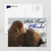 Bonjour de Alaska Walrus carte postale (Devant / Derrière)