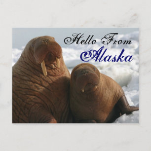 Bonjour de Alaska Walrus carte postale