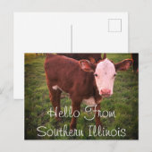 Bonjour De Southern Illinois Calf Carte Postale (Devant / Derrière)