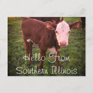 Bonjour De Southern Illinois Calf Carte Postale