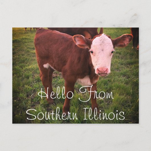 Bonjour De Southern Illinois Calf Carte Postale (Devant)