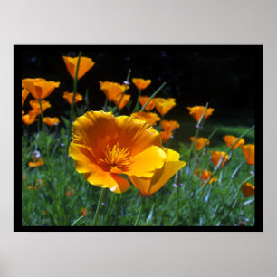 Bonjour grandes affiches et copies de pavots