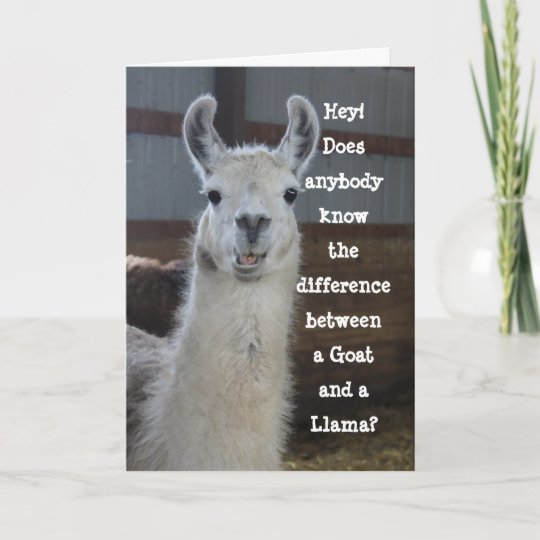 Bonjour Humour Drole Mignon De Lama De La Carte Zazzle Be