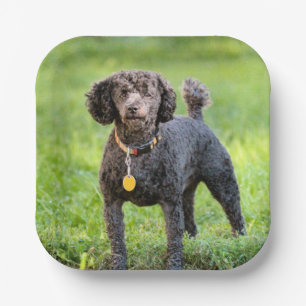 BonJour Papieren Bordje