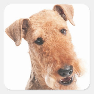 Bonjour / Salut Chien chiot Airedale Autocollant