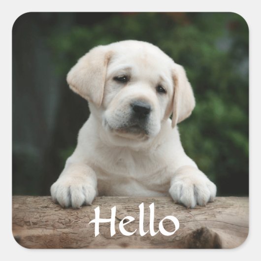 Bonjour / Salut Labrador Retriever Stickers Chien  (Devant)