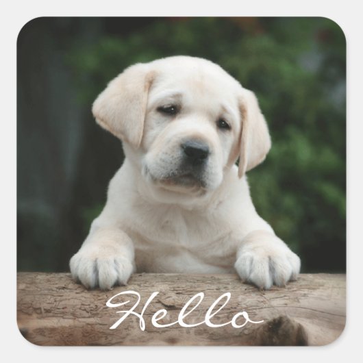 Bonjour / Salut Labrador Retriever Stickers Chien  (Devant)