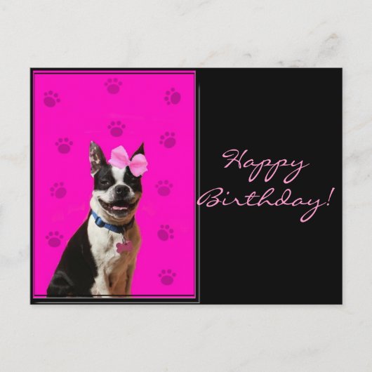 Bonne Anniversaire Boston Terrier carte postale (Devant)