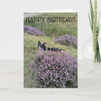 Bonne carte d'anniversaire 'Peep Bo' Collie
