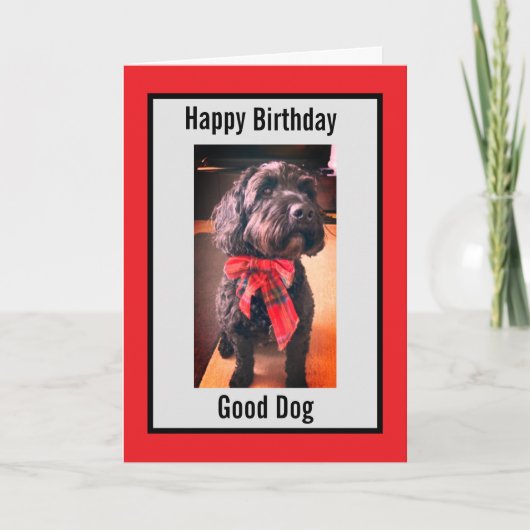 Bonne carte de chien d'anniversaire (Devant)