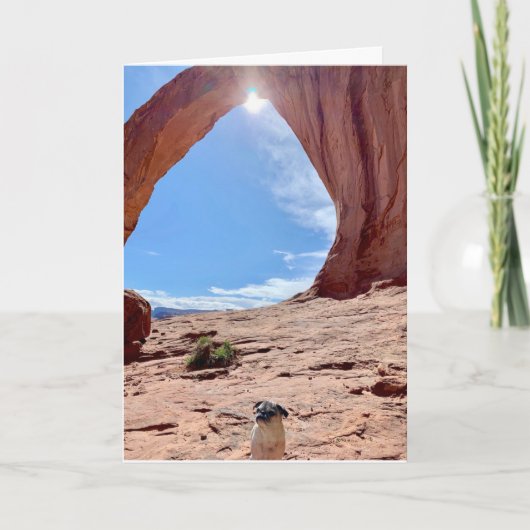 Bonne carte de chien de graduation | Lily le Carli (Devant)