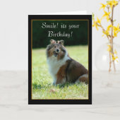 Bonne carte de voeux Birthday Shetland Sheepdog (Fleur jaune)