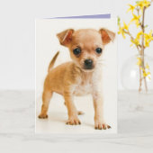 Bonne carte de voeux d'anniversaire Chihuahua Chio (Fleur jaune)