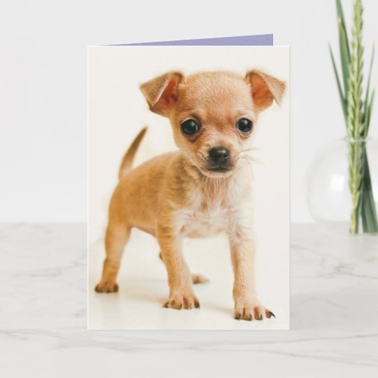 Bonne Carte De Voeux D Anniversaire Chihuahua Chio Zazzle Be