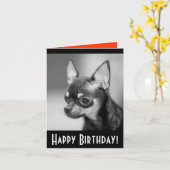 Bonne carte de voeux d'anniversaire Chihuahua Chio (Fleur jaune)
