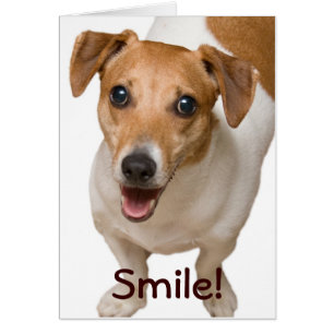 Bonne carte de voeux Jack Russell Terrier