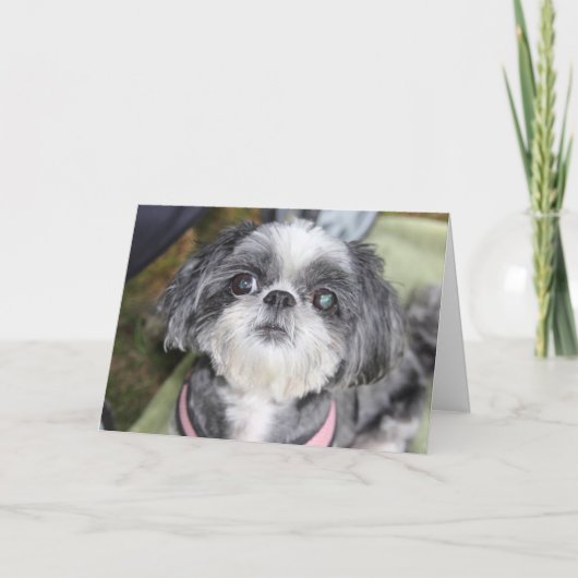 Bonne carte de voeux pour fille Shih Tzu (Devant)