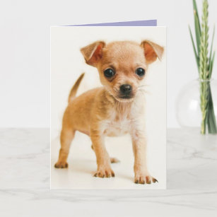 Cartes Chiwawa D Anniversaire Zazzle Be