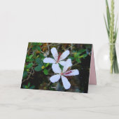Bonne carte Hibiscus blanc anniversaire (Dos)