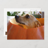 Bonne carte postale Citrouille Rufus (Devant / Derrière)