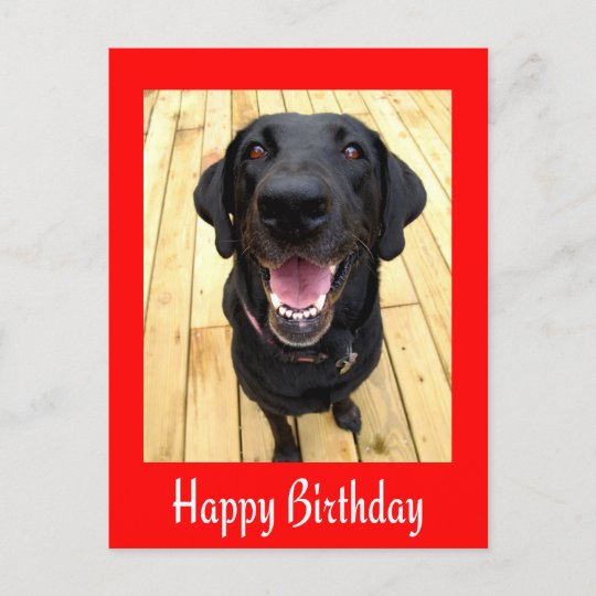 Bonne Carte Postale D Anniversaire Black Labrador Zazzle Be Bonne Carte Postale D Anniversaire Black Labrador Zazzle Be