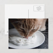 Bonne carte postale de chat (Devant / Derrière)
