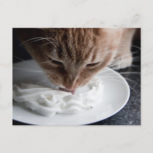 Bonne carte postale de chat (Devant)