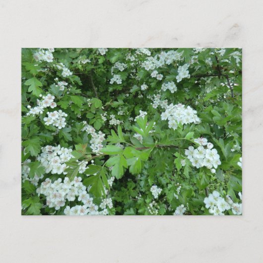 Bonne carte postale du May Day avec Hawthorn Bloom (Devant)
