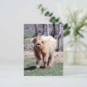 Bonne carte postale Mooooooooooooooooooring Highla (Debout devant)