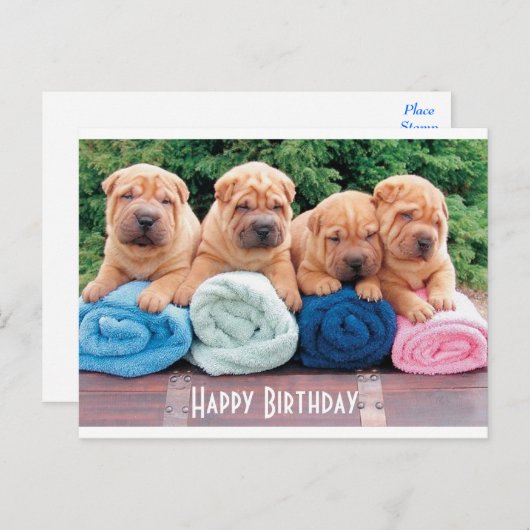 Bonne carte postale pour chien chiot chinois Shar  (Devant / Derrière)