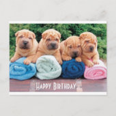 Bonne carte postale pour chien chiot chinois Shar  (Devant)