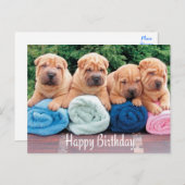Bonne carte postale pour chien chiot chinois Shar  (Devant / Derrière)