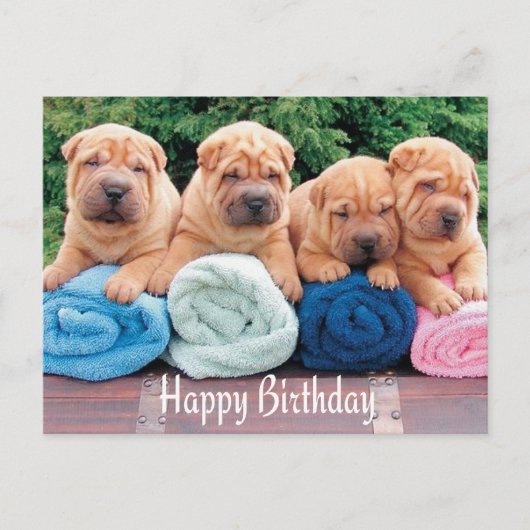 Bonne carte postale pour chien chiot chinois Shar  (Devant)