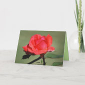 Bonne carte Rose d'araignée d'anniversaire (Dos)