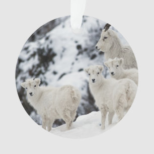 Bonne famille de moutons