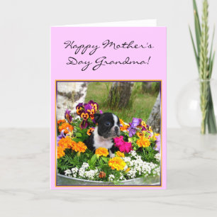 Bonne fête des mères carte Grandma Boston Terrier