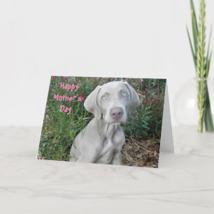 Bonne fête des mères de la carte Weimaraner Dog Ca