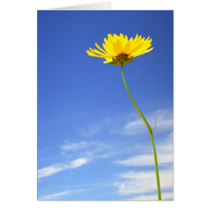 Bonne journée ! l Fleur Jaune contre Ciel Bleu