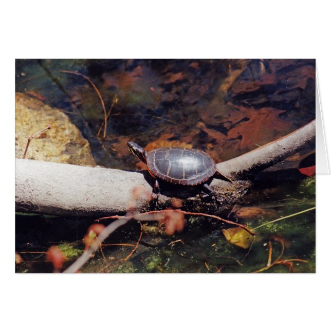Bonne tortue (Devant horizontal)