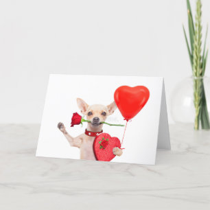 Bonne Valentines Carte Jour Cute Chihuahua Avec Ro