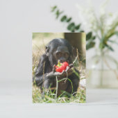 Bonobo's picknick briefkaart (Staand voorkant)