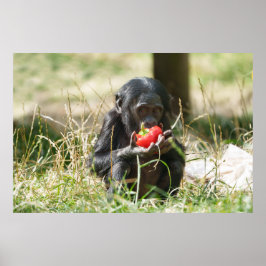 Bonobo's picknick poster