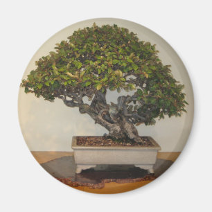 Bonsai bij National Arboretum, Washington D.C. Magneet